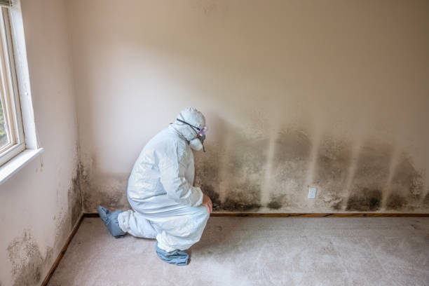 Best Certified Mold Removal  in Valencia, NM
